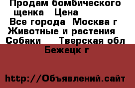 Продам бомбического щенка › Цена ­ 30 000 - Все города, Москва г. Животные и растения » Собаки   . Тверская обл.,Бежецк г.